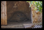 Pafos Zoo -30-05-2017 - Bogdan Balaban